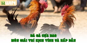 da ga cua dao thumb