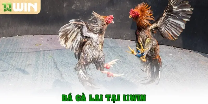 Gà Lai